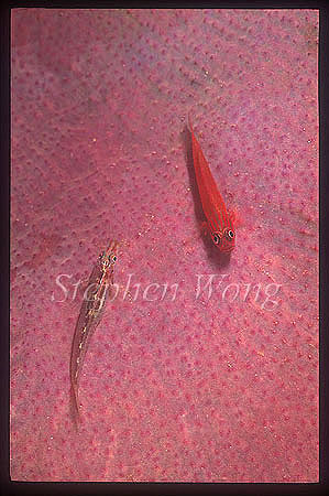 Goby, Cave Goby & Cling Goby on sponge 01