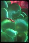 Goby, Cling Goby 05 on bubble coral