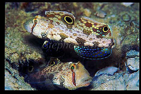 Goby, Crabeye Goby 03