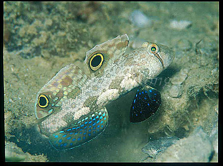 Goby, Crabeye Goby 04 Signigobius biocellatus