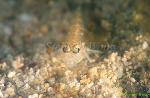 Goby, Decorated Goby 01, Istigobius decoratus