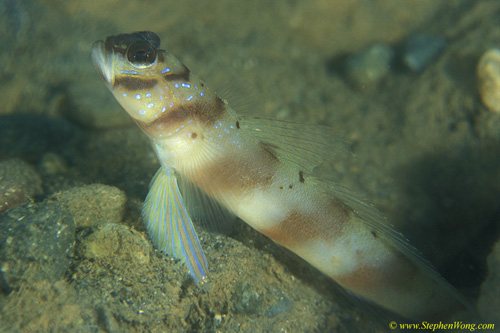 Goby, Diagonal Shrimp Goby 03 090106