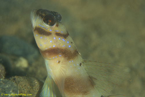 Goby, Diagonal Shrimp Goby 04 090106