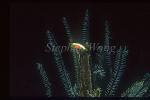 Goby, Dinah Goby 01 hiding in fisherman weight (banana leave with rock)