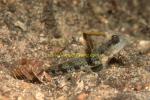 Goby, Dorsal-blotch Shrimpgoby 01a & shrimp 0705