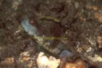 Goby, Dorsal-blotch Shrimpgoby 01b 0705