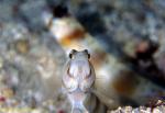 Goby, Eye-barred 01 030106