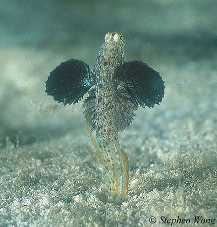 Goby, Jumping Goby, Parkraemeria ornata 02, mating dance