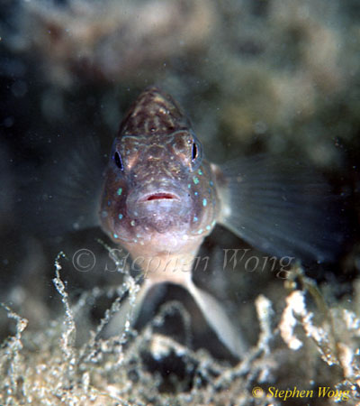 Goby, Kakaban Goby 04 02 080203