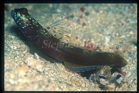 Goby, Metallic Goby 01 & alpheus shrimp