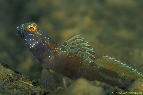 Goby, Metallic Shrimp Goby 09cjpg090106
