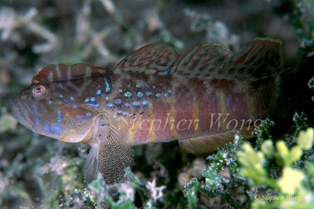 Goby, Mohikan or Chicken Goby 02 080203