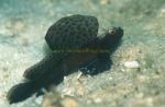 Goby, Mosaic Fin Shrimpgoby 04 (same as Ho-da-de) 0705