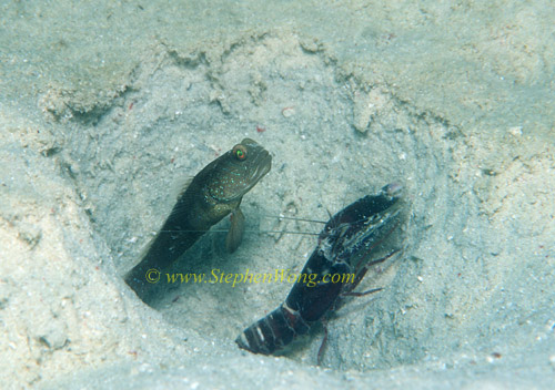 Goby, Mud Goby unsure 01 & shrimp 0705