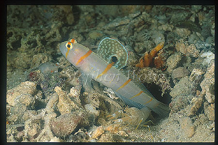 Goby, Nichirin Date Hase 01, Sailfin Goby & Shrimp