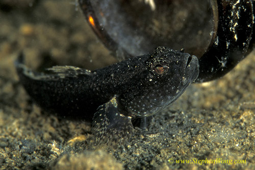 Goby, Occasional-Shrimp Goby 01 090106