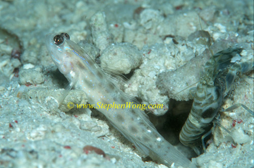 Goby, Pale Shrimpgoby 02 & shrimp 0705