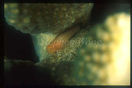 Goby, Paragobiodon 01, Panda Goby