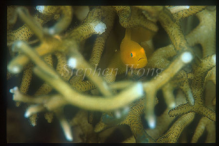 Goby, Paragobiodon 02 xanthosomus, Yellowskin