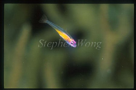 Goby, Pinkeye Goby 01