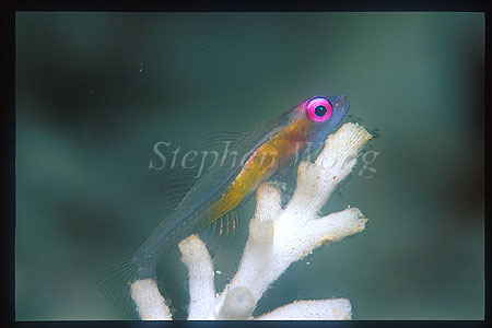 Goby, Pinkeye Goby 02