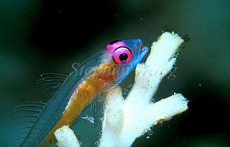 Goby, Pinkeye Goby 04