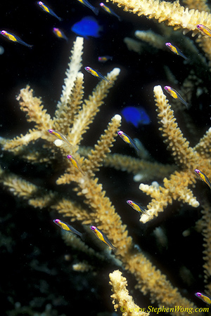 Goby, PinkEye Goby 05 090106