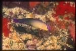 Goby, Purple Fire Dart Goby 01 A-ki-bo-no Hase