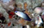 Goby, Purple Fire Dart Goby 02 A-ki-bo-no Hase 080103