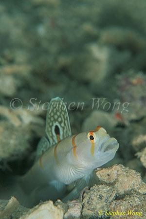 Goby, Randall (Sailfin) Shrimp Goby 01a 080803