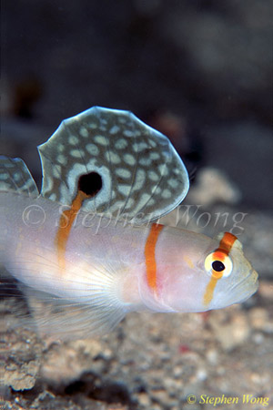 Goby, Randall (Sailfin) Shrimp Goby 02 080803