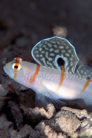 Goby, Randall (Sailfin) Shrimp Goby 03 080803