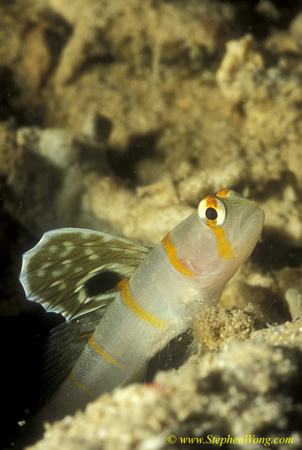 Goby, Randall (Sailfin) Shrimp Goby 05 090106