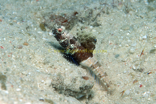 Goby, Ray Shrimpgoby 01 0705