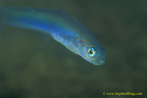 Goby, Round Tail Dart Goby 01 090106