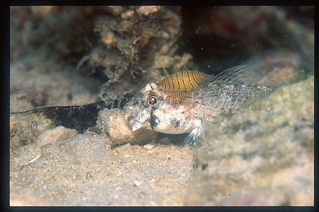 Goby, Sand Goby 01 & parasitic Copepods