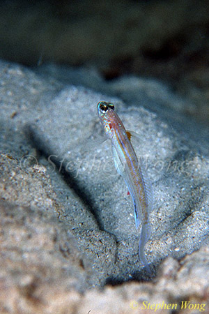 Goby, Satomi Goby sp 01 01 080803