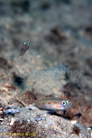 Goby, Satomi Goby sp 03 01 080803