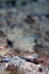 Goby, Satomi Goby sp 03 01 080803