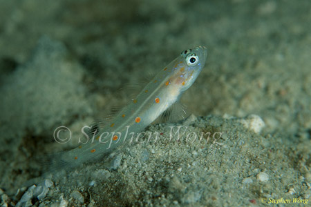 Goby, Satomi Goby sp 03 02 080803