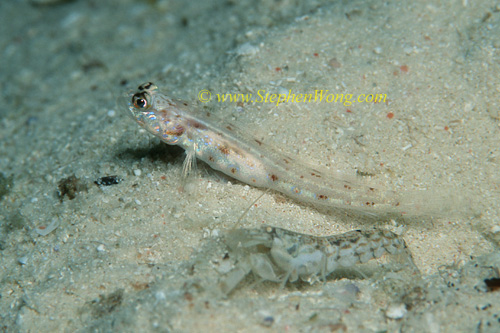 Goby, Shrimpgoby unsure 01 & shrimp 0705