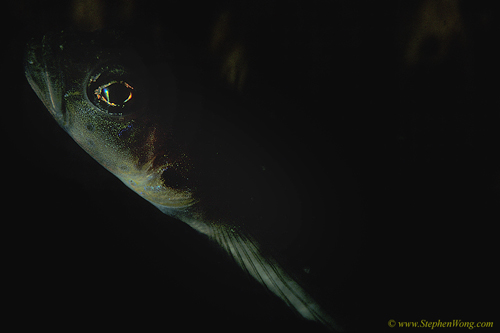 Goby, Shrimp Goby 01jpg090106