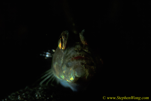 Goby, Shrimp Goby 02jpg090106