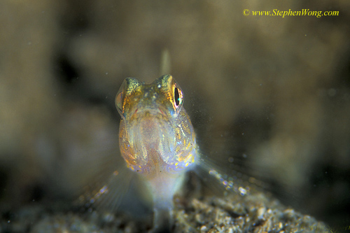 Goby, Shrimp Goby 06jpg090106