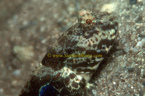 Goby, Side-spot Shrimpgoby 01 0705