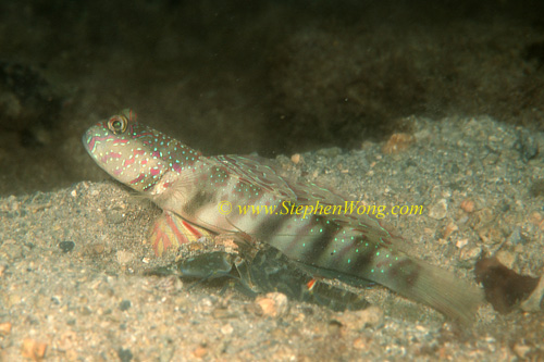 Goby, Singapore Goby 02 & shrimp 0705