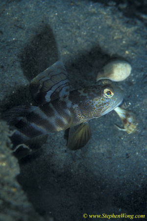 Goby, Smiling Shrimp Goby 07bjpg090106