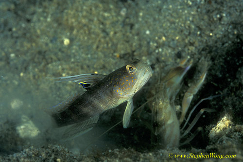 Goby, Smiling Shrimp Goby 07ejpg090106