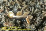 Goby, Spike-finned Goby 03tc 10mm L0107 Stephen WONG 123108