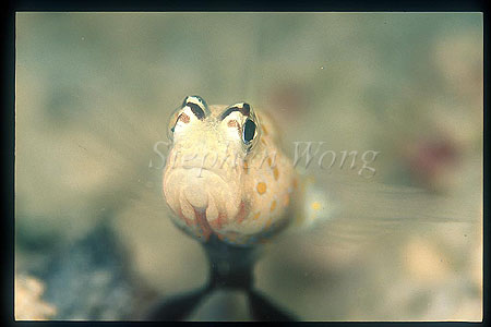 Goby, Spotted Goby 02, Amblyeleotris guttata